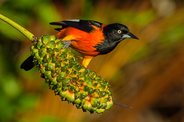 LE-BR-B-32 Sofre On Caxandó Fruit, Coastal Region Of Bahia, Brazil