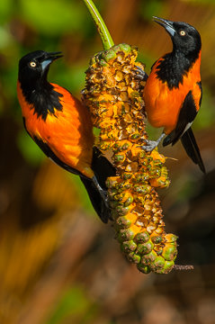 BR-B-31&nbsp;&nbsp;&nbsp;&nbsp;&nbsp;&nbsp;&nbsp;&nbsp; Sofres On Caxando, Coastal Region Of Bahia, Brazil