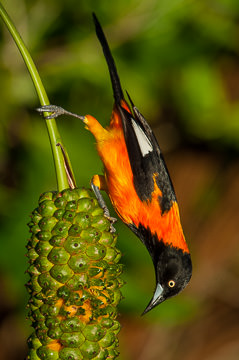 BR-B-36&nbsp;&nbsp;&nbsp;&nbsp;&nbsp;&nbsp;&nbsp;&nbsp; Sofre On Caxando, Coastal Region Of Bahia, Brazil