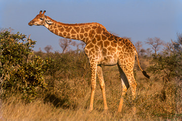 AF-M-39 Southern Giraffe, Phinda Private Reserve, South Africa