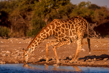 LE-AF-M-41 Southern Giraffe Drinking, Etosha National Park, Namibia