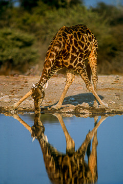 AF-M-45 Southern Giraffe Drinking, Etosha National Park, Namibia