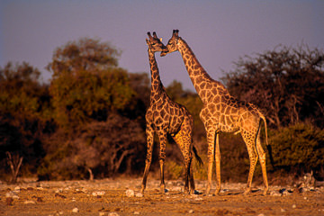 AF-M-37 Southern Giraffes, Etosha National Park, Namibia