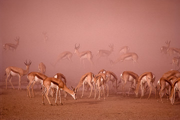 LE-AF-M-01 Springboks In A Sand Storm, Kalahari Gemsbok National Park, South Africa