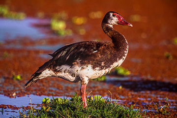 AF-B-01&nbsp;&nbsp;&nbsp;&nbsp;&nbsp;&nbsp;&nbsp;&nbsp; Spurwinged Goose, Amboseli NP, Kenya