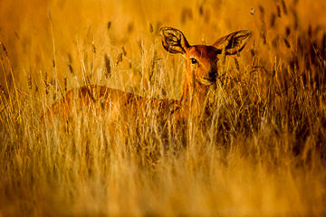 LE-AF-M-13 Steenbok Feeding On High Grasses, Kruger National Park, South Africa