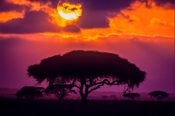AF-LA-03 Sunrise Over Acacia Trees, Amboseli National Park, Kenya