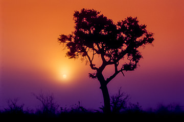 LE-AF-LA-02 Silhouetted Tree As Sun Rises, Kruger National Park, South Africa
