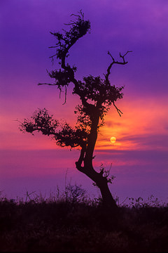 AF-LA-19 Silhouetted Tree, Kruger National Park, South Africa
