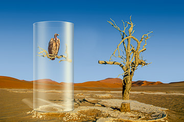 LE-SUR-03&nbsp;&nbsp;&nbsp;&nbsp;&nbsp;&nbsp;&nbsp;&nbsp; Encirled By Glass