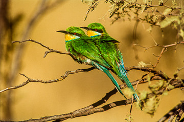 LE-AF-B-03 Swallowtailed Bee-Eaters, Kalahari Gemsbok National Park, South Africa