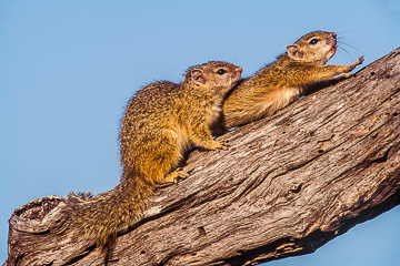 LE-AF-M-02 Tree Squirrels, Kruger National Park, South Africa