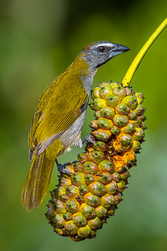 BR-B-26&nbsp;&nbsp;&nbsp;&nbsp;&nbsp;&nbsp;&nbsp;&nbsp; Trinca-Ferro-Verdadeiro On Caxando, Coastal Region Of Bahia, Brazil