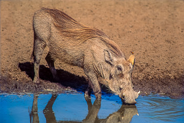 LE-AF-M-03 Warthog With Oxpecker At Waterhole, Kruger National Park, South Africa