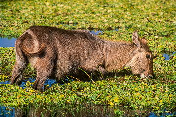 AF-M-01&nbsp;&nbsp;&nbsp;&nbsp;&nbsp;&nbsp;&nbsp;&nbsp; Female Waterbuck Feeding, Kruger NP, South Africa