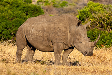 AF-M-102 White Rhinoceros, Mala Mala Private Game Reserve, South Africa