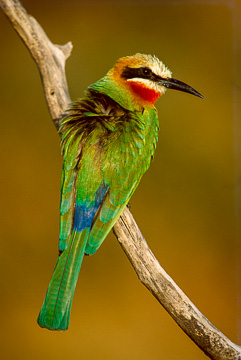 LE-AF-B-04&nbsp;&nbsp;&nbsp;&nbsp;&nbsp;&nbsp;&nbsp;&nbsp; Whitefronted Bee Eater, Kruger NP, South Africa