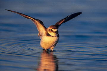 AM-B-02&nbsp;&nbsp;&nbsp;&nbsp;&nbsp;&nbsp;&nbsp;&nbsp; Wilson's Plover Stretching Wings, Fort Myers Beach, Florida