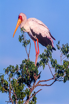 AF-B-02&nbsp;&nbsp;&nbsp;&nbsp;&nbsp;&nbsp;&nbsp;&nbsp; Yellowbilled Stork, Masai Mara NP, Kenya