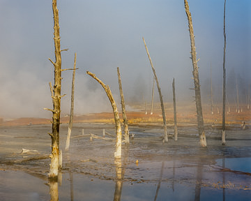 LE-AM-LA-007 Dead Trees Near Geyser, Yellowstone National Park, Wyoming