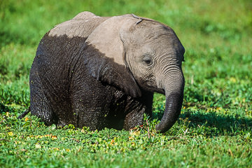AF-M-04&nbsp;&nbsp;&nbsp;&nbsp;&nbsp;&nbsp;&nbsp;&nbsp; Young Elephant At Enkongo Narok Swamp, Amboseli NP, Kenya 