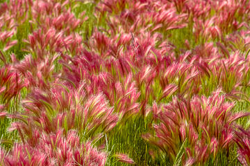 PFM-04&nbsp;&nbsp;&nbsp;&nbsp;&nbsp;&nbsp;&nbsp;&nbsp; Foxtail Barley Grass, Yukon Territory, Canada